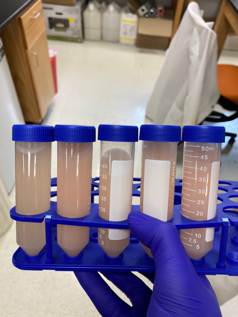 A gloved hand holding a rack containing several clear centrifuge tubes filled with pale liquid, set against a laboratory background.